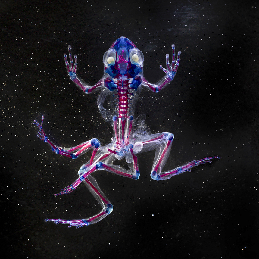 Brandon Ballengée: A Sea of Vulnerability