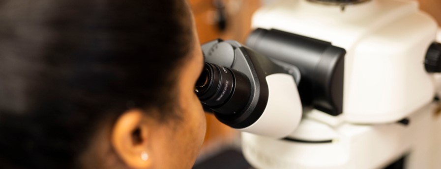 An image of a student looking through a microscope in the lab.