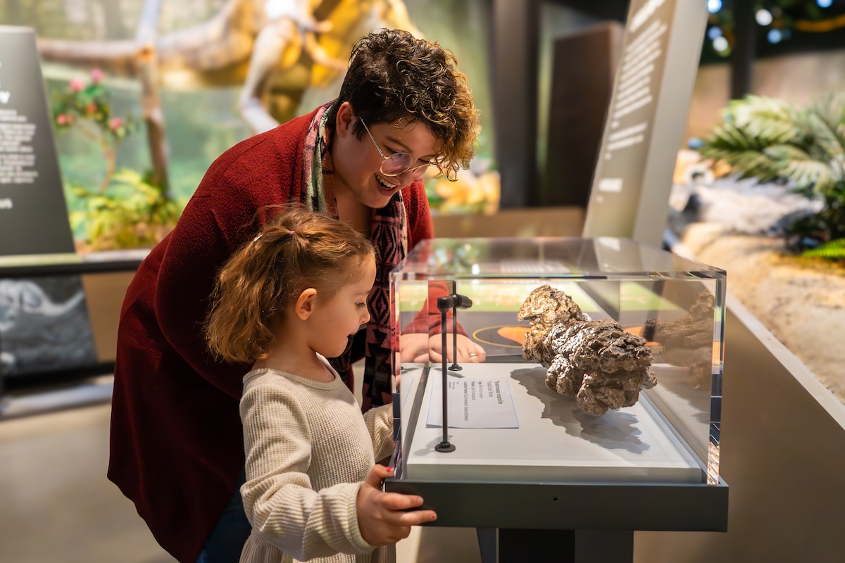A close up of a family member and a kid looking at a display in the Edelman Fossil Park.