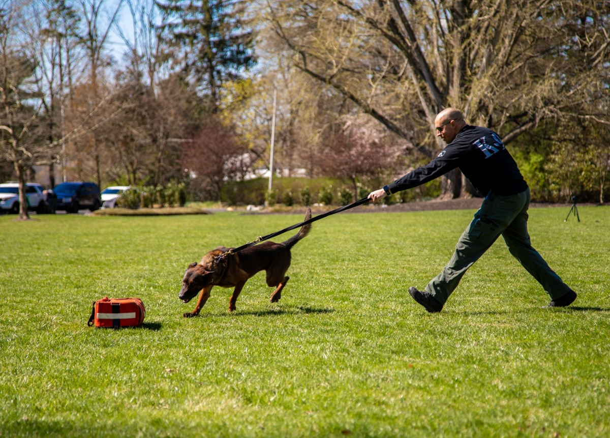 An officer walking a police dog as the dog is working and running up to smell something.