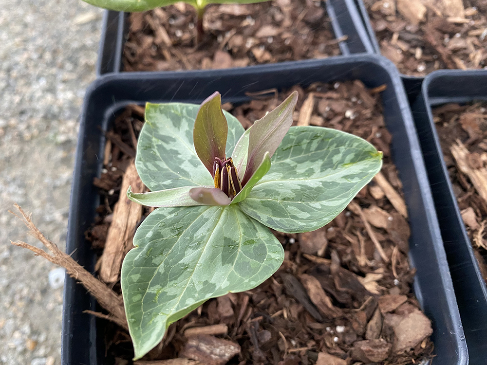 small plant in a square planter
