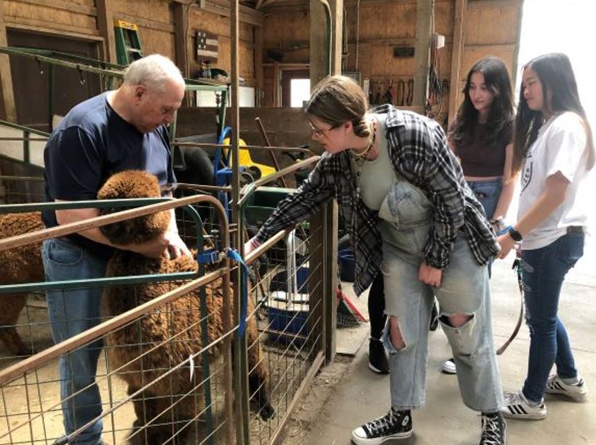 Student petting an alpaca.